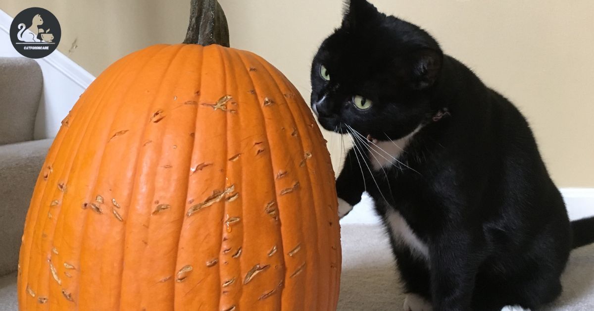 Can Cats Eat Pumpkin