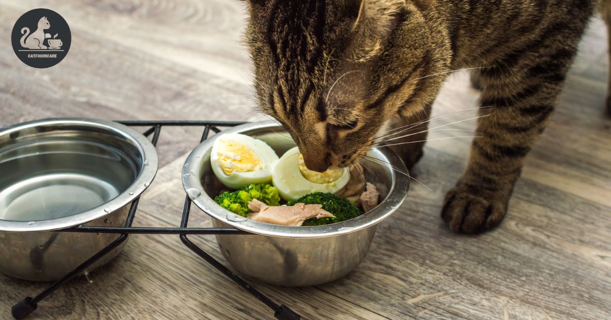 Can Cats Eat Scrambled Eggs