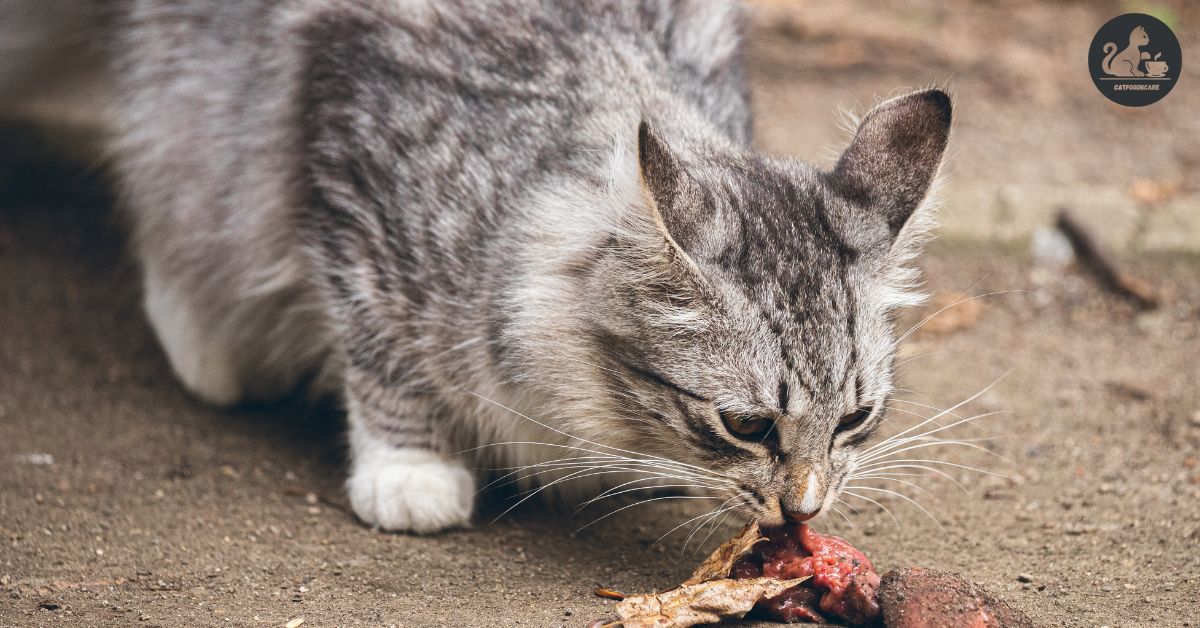 Can Cats Eat Tilapia