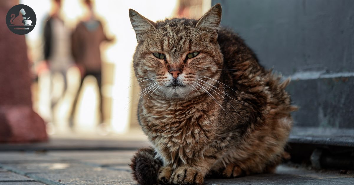 Can Cats Eat Turkey