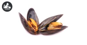 Mussels