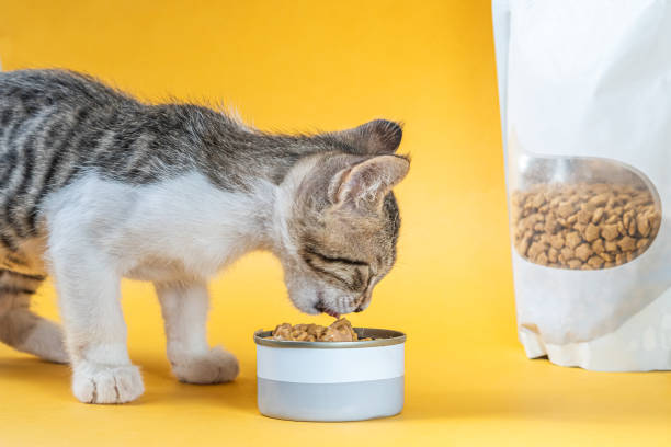 Best Affordable Dry Cat Foods