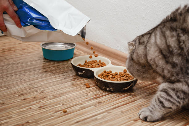 Best Cat Food Brands for Indoor Cats