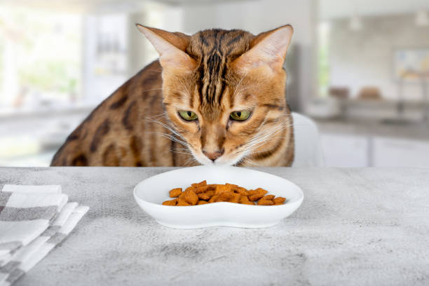 Best Cat Foods for Diabetic Cats