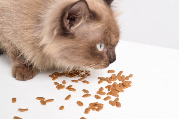 Best Cat Foods for Shedding