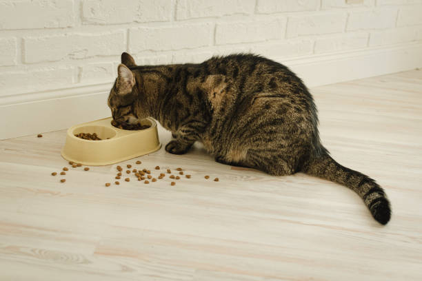 Best Checp Dry Cat Foods