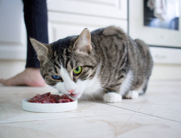 Best Diabetic Cat Foods