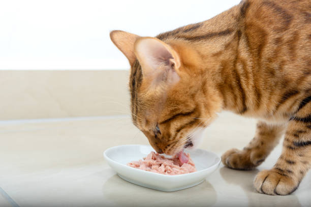 Best Pate Cat Foods