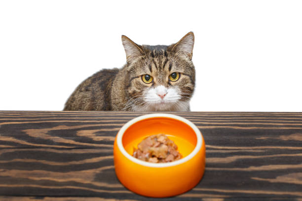 Best Soft Cat Foods